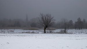 a winter landscape von Koen Ceusters