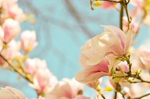 Lentebloesem magnolia 3 van Joske Kempink