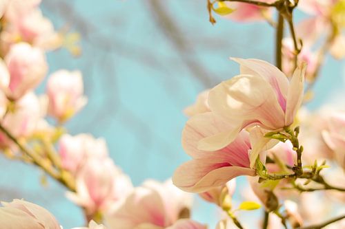 Lentebloesem magnolia 3