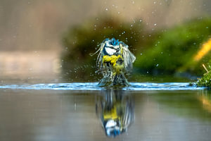 Splish Splash: Eurasian Blue Tit Bathing with Water Reflection