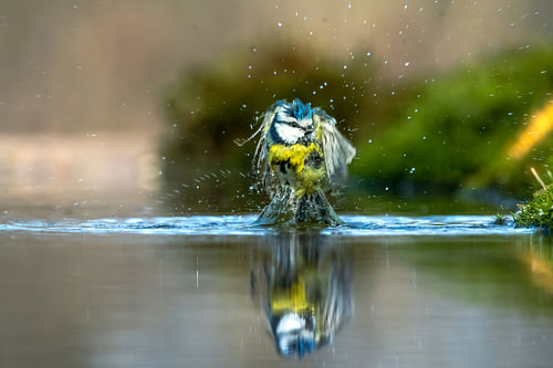 Splish Splash: Eurasian Blue Tit Bathing with Water Reflection