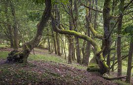 Des arbres centenaires dans un bosquet paisible, au Danemark sur PhotoCluster