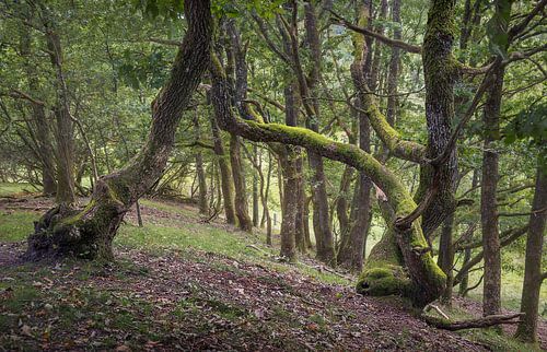 Ancient Trees in Tranquil Forest Grove, Denmark