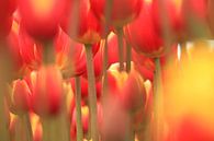 Forrest of tulips van Marcel van Rijn thumbnail