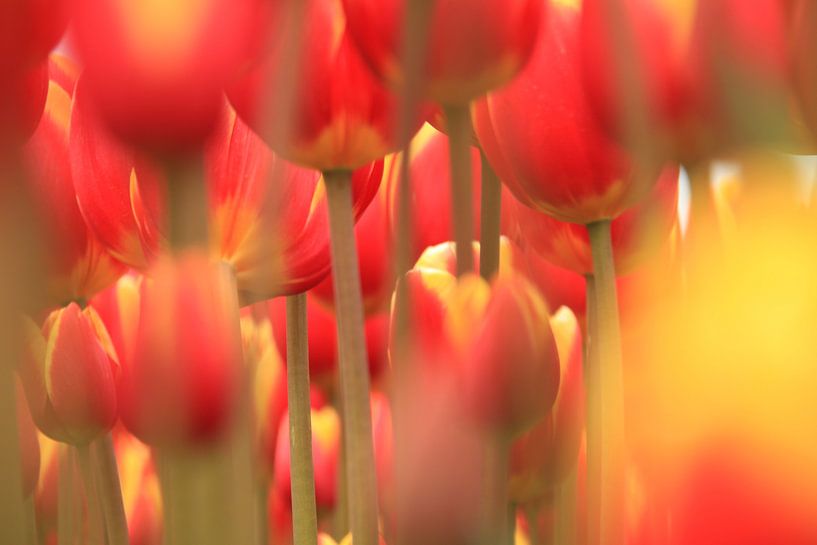 Forrest of tulips van Marcel van Rijn