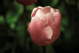 De roze tulp von Stedom Fotografie