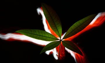 Light Leaf by Tobias Majewski