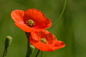 Klatschmohn von Heinz Grates