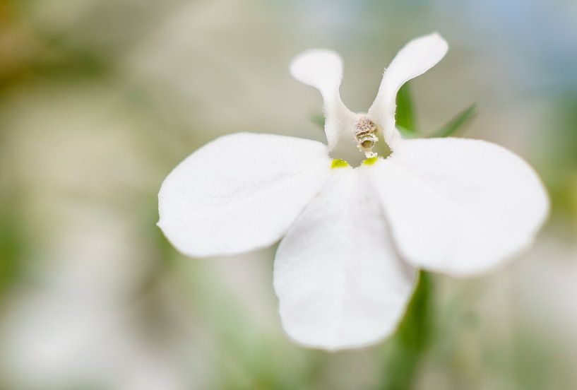 Soft focus Lobelia white macro par Johan Slagers