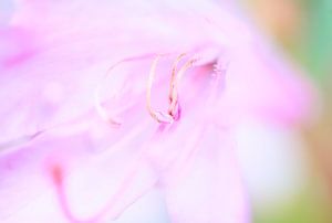 Roze bloem