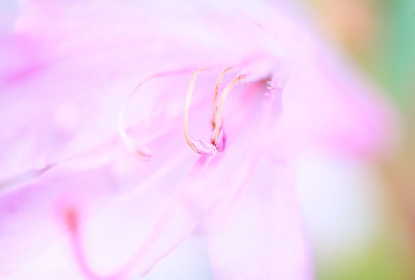 Pink flower by WeVaFotografie