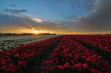 Tulip field in Holland by Jos Pannekoek