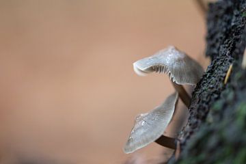 grijsbeige paddenstoelen van Anita Visschers