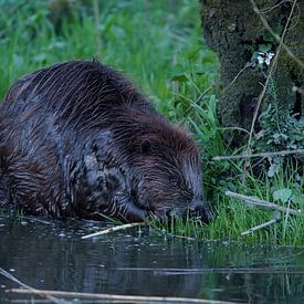 Etende bever van Bas Oosterom