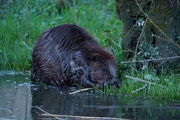 Etende bever van Bas Oosterom