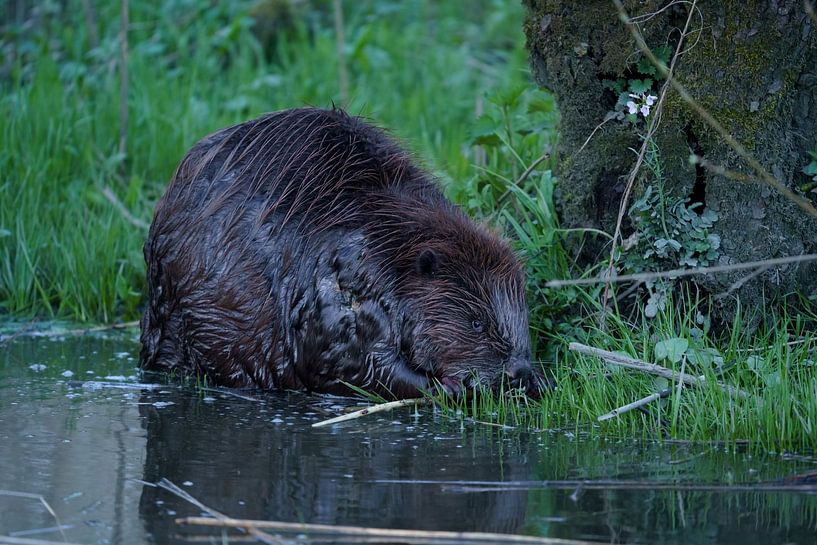 Etende bever van Bas Oosterom