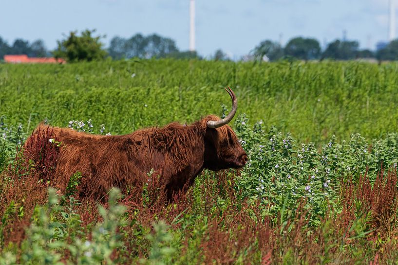 Schotse Hooglander op Tiengemeten van Merijn Loch