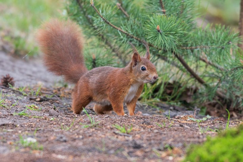 The Squirrel by Merijn Loch