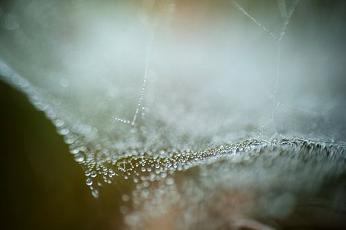 spinrag met druppeltjes 