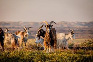 Geiten op Terschelling van Lydia