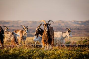Goats on Terschelling by Lydia