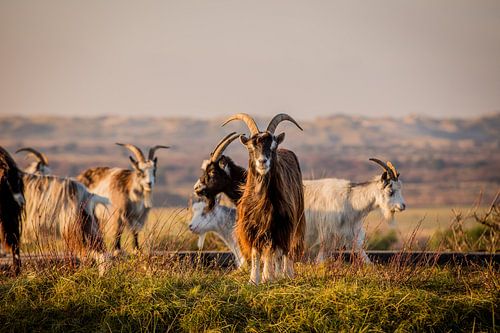 Goats on Terschelling