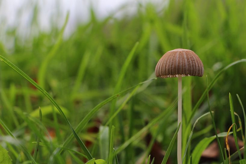 Paddenstoel in het gras von Charissa Oudejans