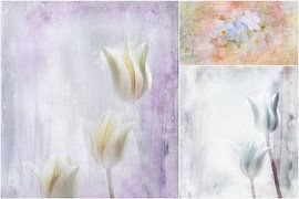 Softly von Claudia Gründler