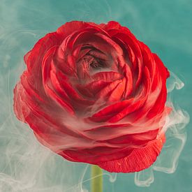 Rote Blume umhüllt von einem Hauch von Rauch von Marjolijn van den Berg