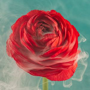 Rote Blume umhüllt von einem Hauch von Rauch