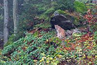 Lynx