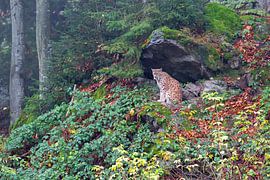 Luchs von Aalt van Tongeren
