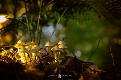 Fairytale forest with mushrooms