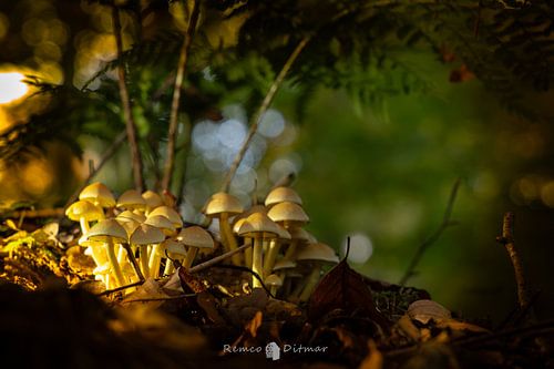 Sprookjesbos met paddestoelen