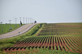Ein Kartoffelacker im Sommer von Claude Laprise