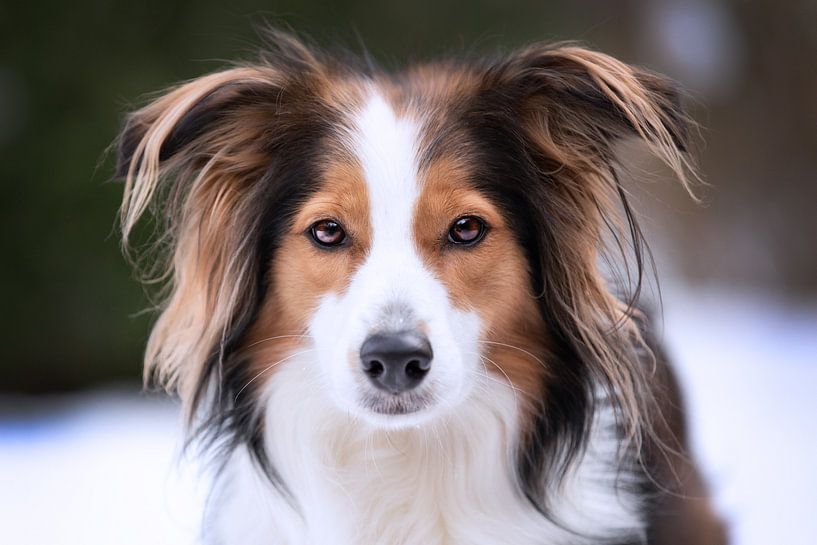 chien (border collie) par Kim van Beveren