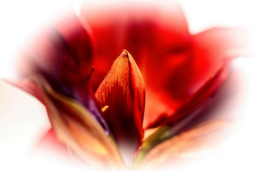 Amaryllis by Rob Boon
