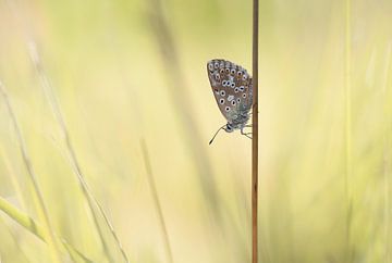 Bleekblauwtje van Ina van Lambalgen