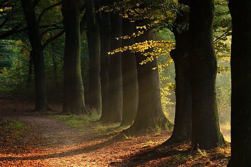 The golden hour in the forest