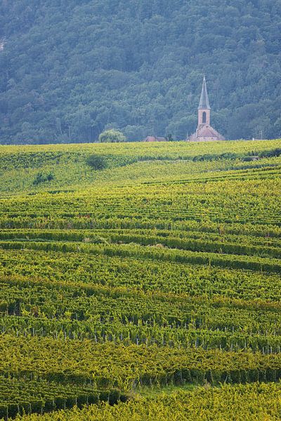 Church between the grape fields by Steve Mestdagh
