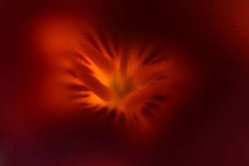 Bloem van trompetklimmer verlicht door de zon