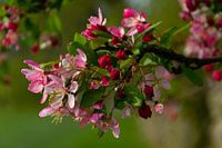 Tak bloeiend hout