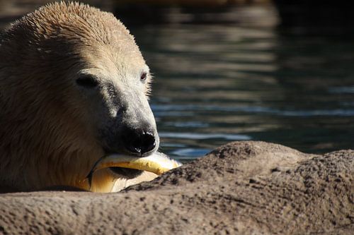 Eisbär hat einen Fisch gefangen