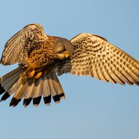 Torenvalk in het avondzonnetje in de aanval van Arie Jan van Termeij