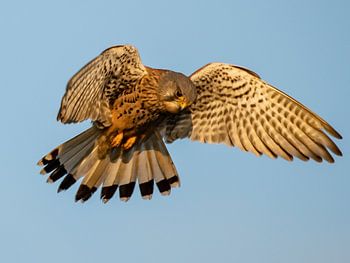 Turmfalke in der Abendsonne im Angriff