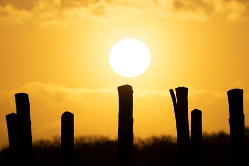 Sunrise at the burial mounds at Regte Heide