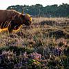 Hooglander in de heide van peterheinspictures