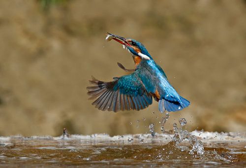Ijsvogel vangt visje
