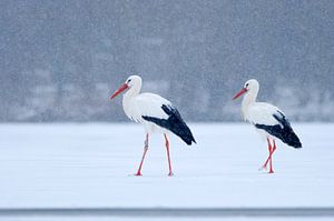 2 Ooievaars op het ijs in de sneeuw van Remco Van Daalen