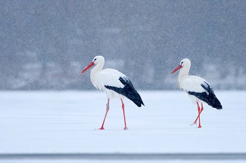 2 White Storks standing on ice during snow